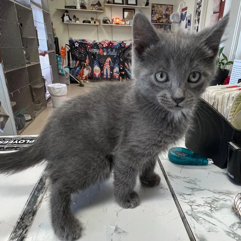 A baby small-sized male Gray / Blue / Silver Domestic Short Hair cat named Archie for adoption in Winchester, VA