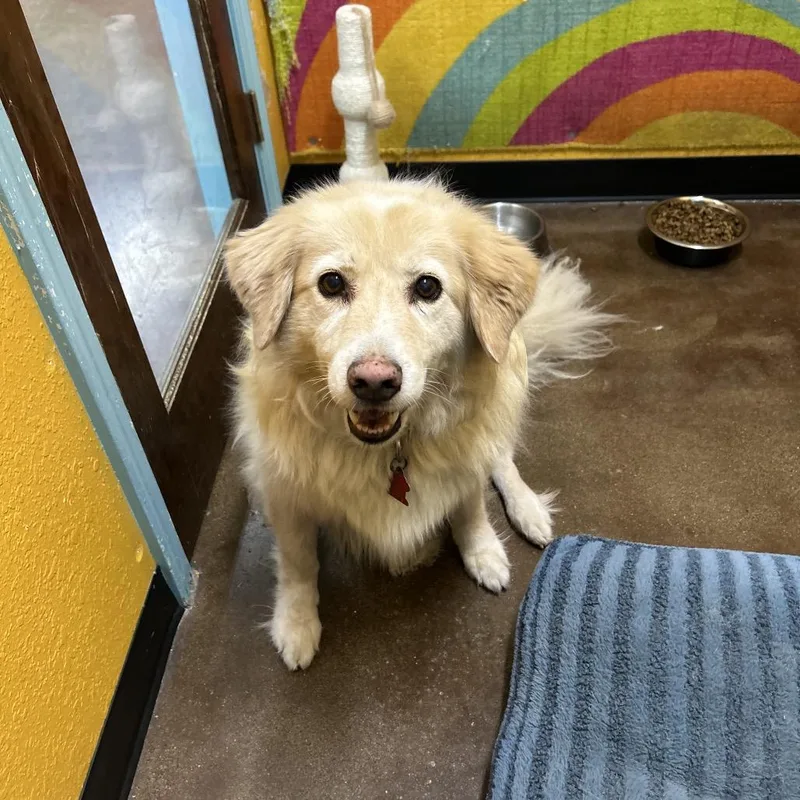 A senior medium-sized female Yellow / Tan / Blond / Fawn Golden Retriever dog named Lilly for adoption in Springfield, MO