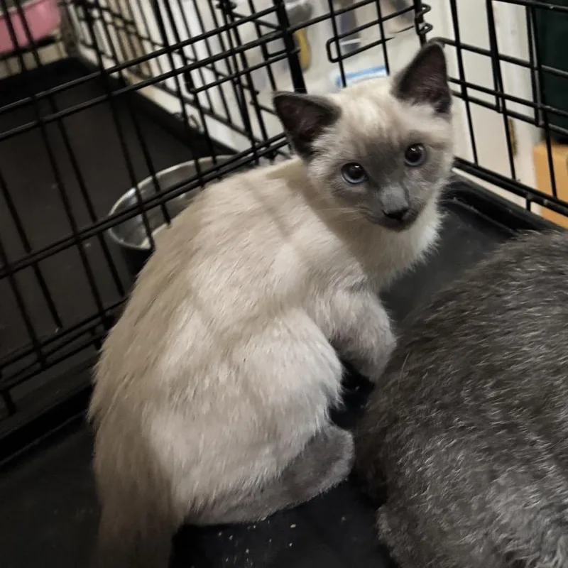 A baby small-sized female Brown / Chocolate Siamese cat named Genoise for adoption in Pacific Palisades, CA