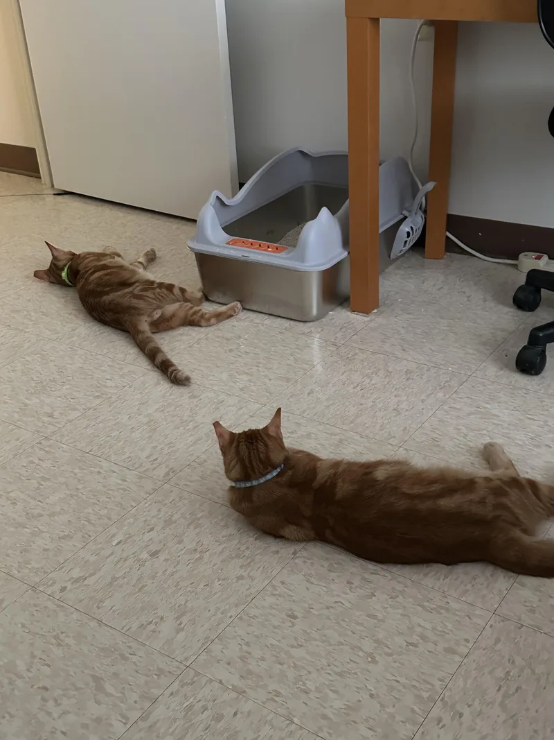 An adult medium-sized male Tabby (Orange / Red) Domestic Short Hair cat named Squiggles & Biggles for adoption in Perth Amboy , NJ