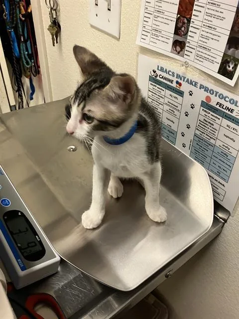 A baby small-sized male Domestic Short Hair cat named Alfie for adoption in Long Beach, CA