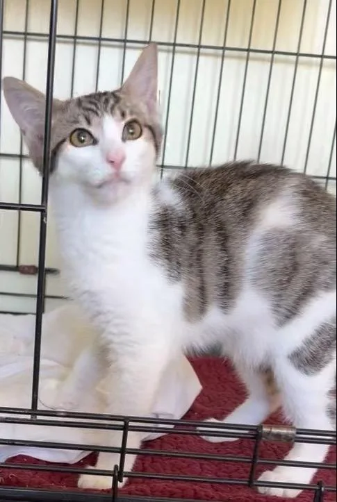 A baby small-sized female Domestic Medium Hair cat named Chase for adoption in Westfield, NY