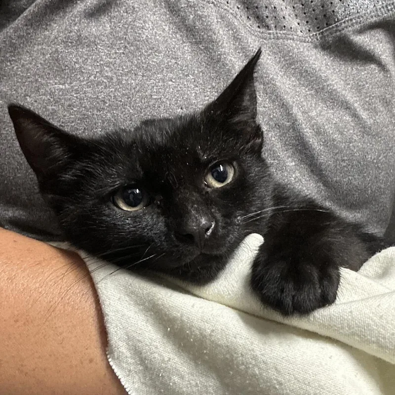 A baby small-sized male Domestic Short Hair cat named Thin for adoption in Lynchburg, VA