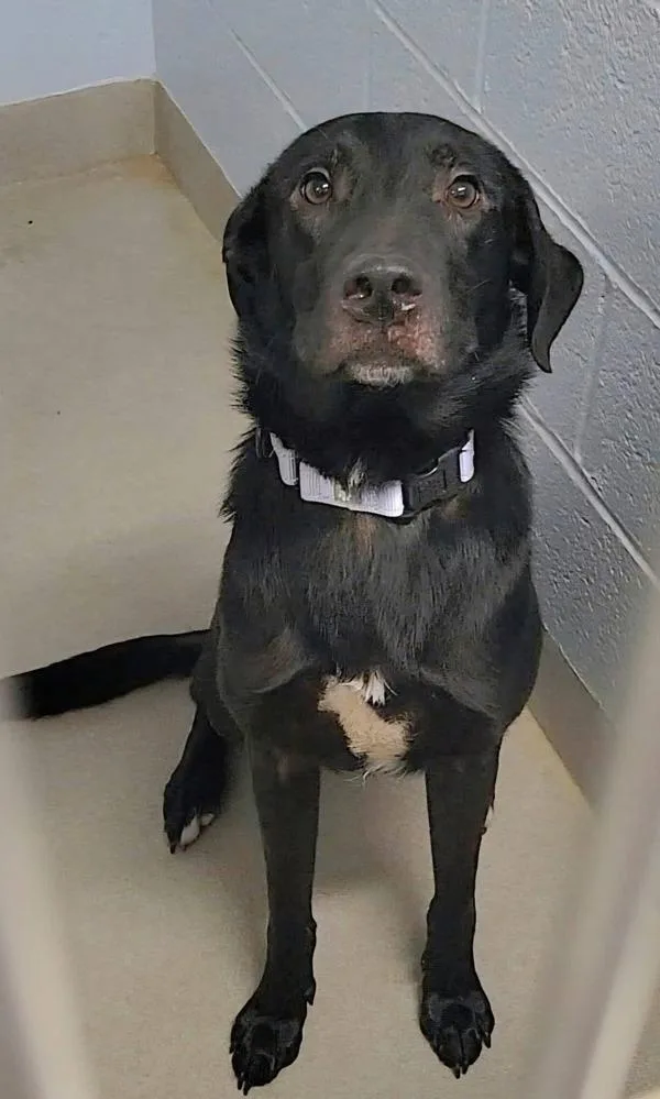 An adult medium-sized male Labrador Retriever dog named Fleetwood Mac for adoption in Millersville, MD
