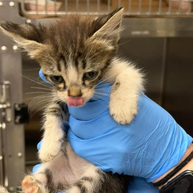 A baby small-sized female Domestic Short Hair cat named Tink for adoption in Bastrop, TX