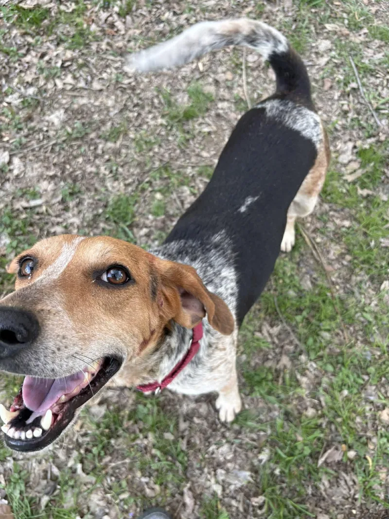 An adult medium-sized female Bluetick Coonhound dog named Brewista for adoption in Salisbury, MD