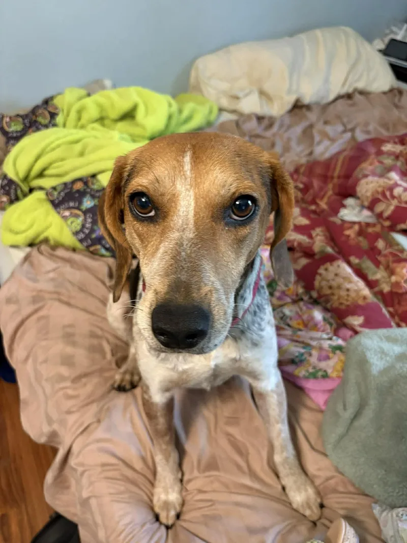 Brewista thumbnail 3