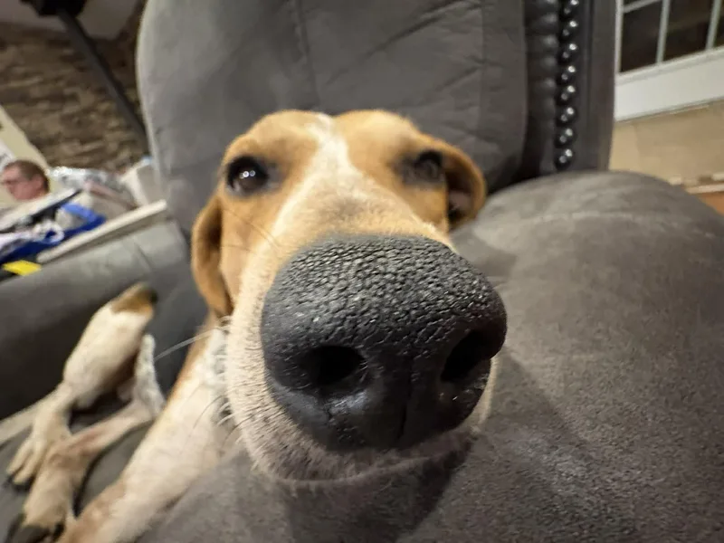 Brewista thumbnail 4