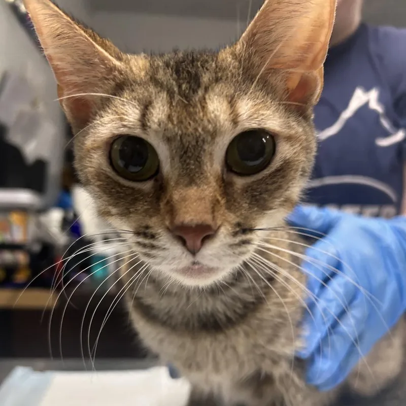 An adult medium-sized female Brown / Chocolate Domestic Short Hair cat named Pedicure for adoption in Summerville, SC