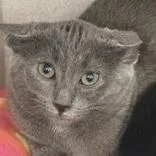 An adult medium-sized female Domestic Short Hair cat named Grizzly for adoption in Lansing, MI