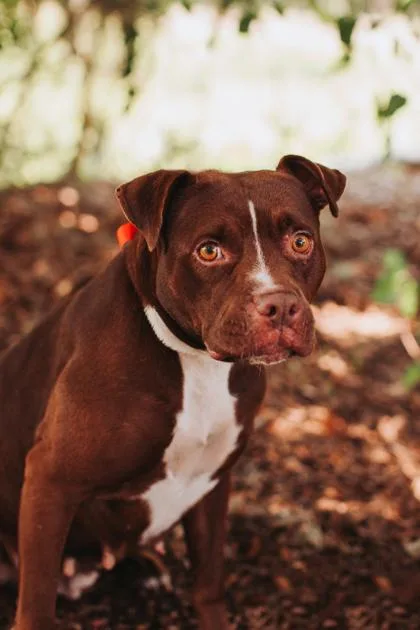 An adult small-sized female American Staffordshire Terrier dog named a Ellie for adoption in North Charleston, SC