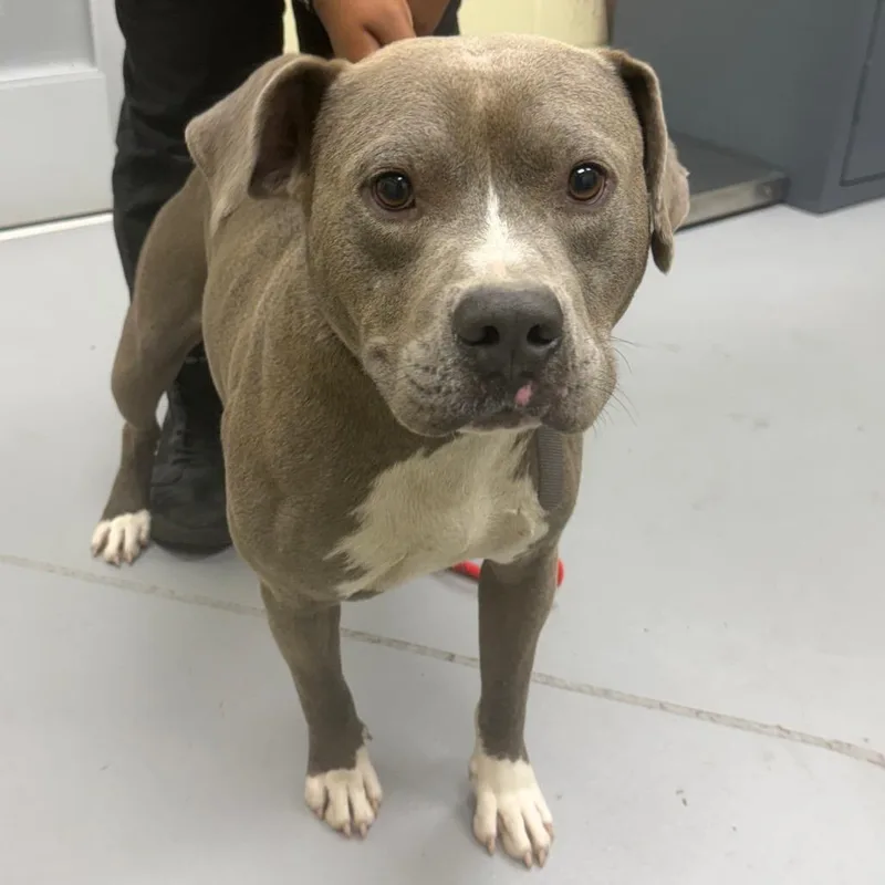 A young medium-sized male Gray / Blue / Silver Mixed Breed dog named Bernard for adoption in Columbus, GA