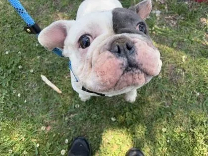 An adult small-sized male Mixed Breed dog named Twaine for adoption in West Chester, PA