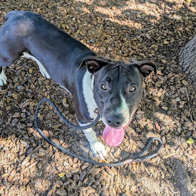 A baby large-sized female Pit Bull Terrier dog named Solana for adoption in Oakland, CA