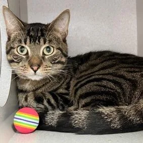 An adult medium-sized male Brown / Chocolate Domestic Short Hair cat named Kittiyosa for adoption in New York, NY