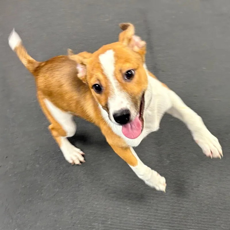 A baby medium-sized female Yellow / Tan / Blond / Fawn Mixed Breed dog named Zelda for adoption in Wantagh, NY