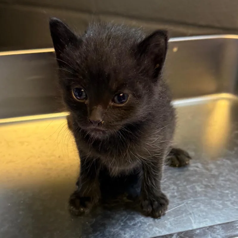 A baby small-sized female Black Domestic Short Hair cat named Gigi for adoption in Tuscaloosa, AL