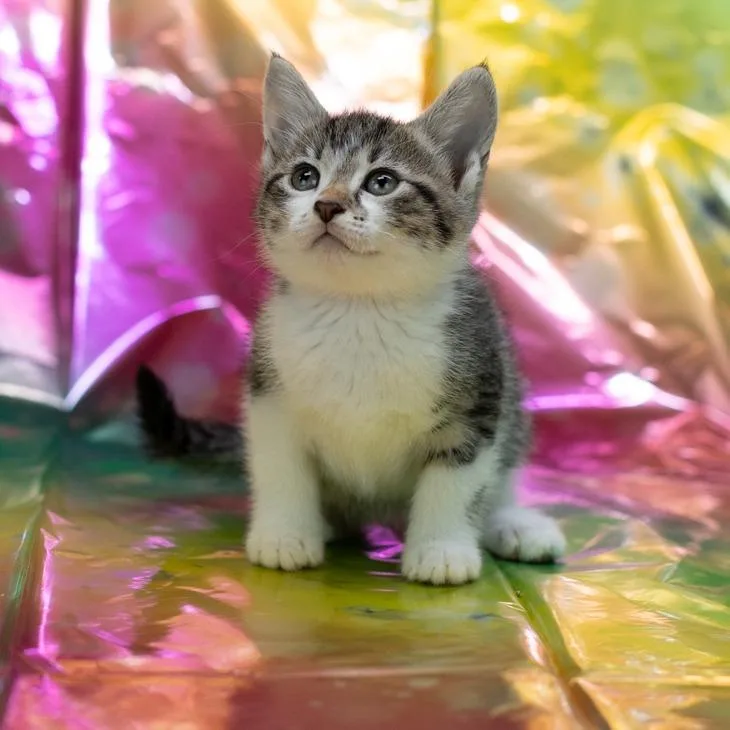 A baby small-sized female Domestic Short Hair cat named PippieC for adoption in East Saint Louis, IL