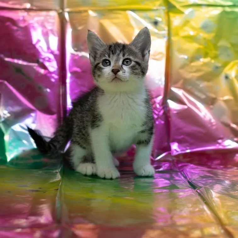 PippieC thumbnail 4