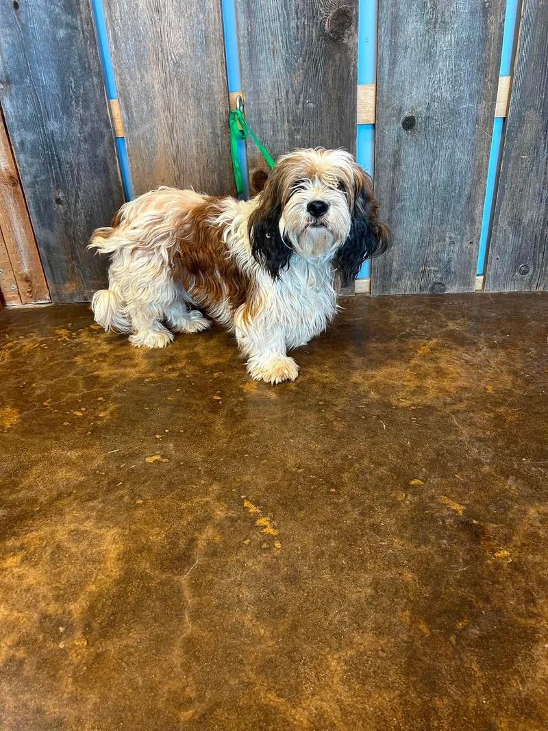 An adult medium-sized male Lhasa Apso dog named Bo Jangles for adoption in Milwaukee, WI