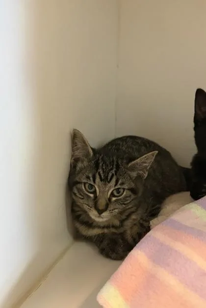A baby small-sized female Domestic Short Hair cat named Pallas for adoption in Divide, CO