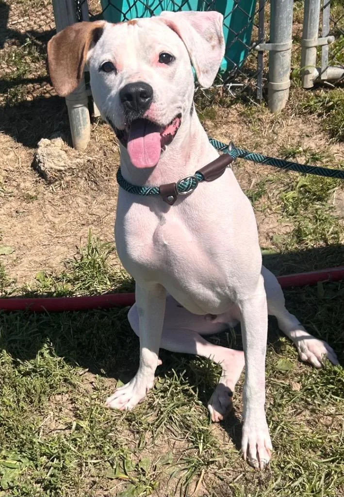 A baby large-sized male Boxer dog named Leo for adoption in New Manchester, WV