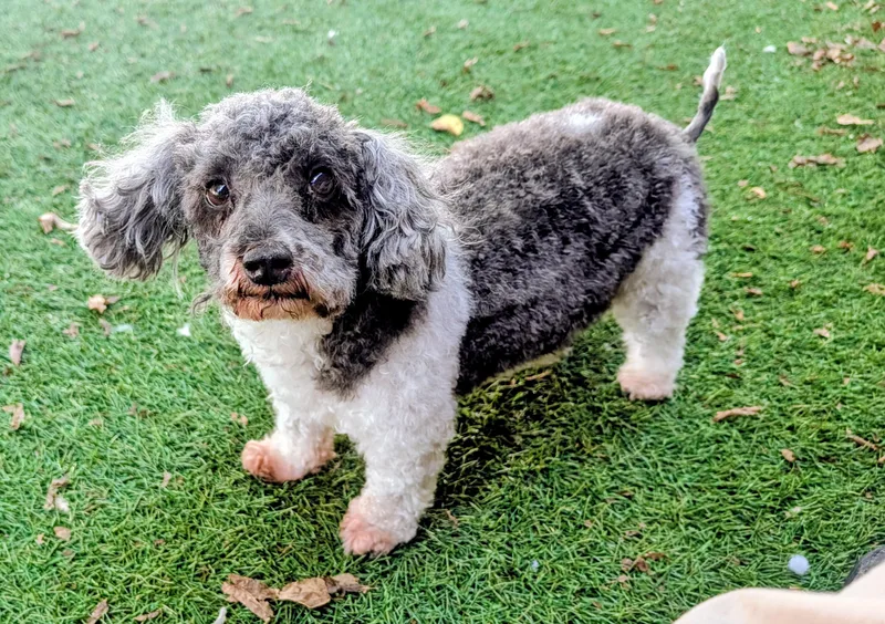 An adult small-sized male Poodle (Toy) dog named Bo for adoption in Mount Juliet, TN
