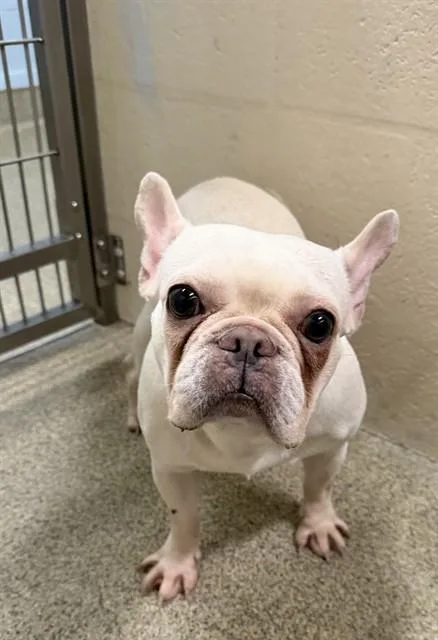 An adult small-sized female French Bulldog dog named Rita for adoption in Fort Myers, FL