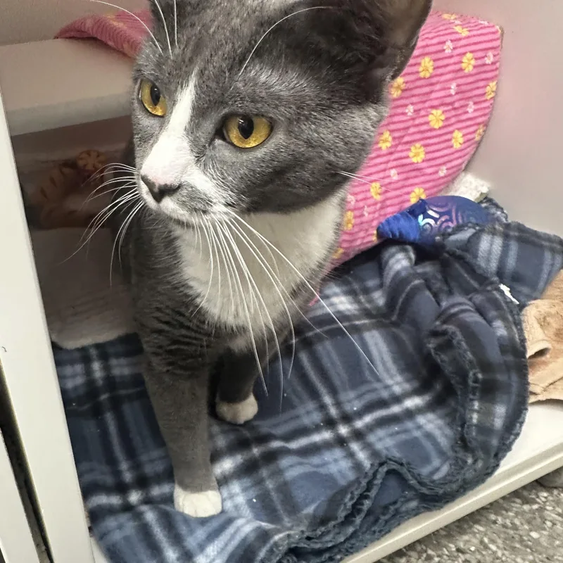 An adult medium-sized female Domestic Short Hair cat named Ivory for adoption in Reisterstown, MD