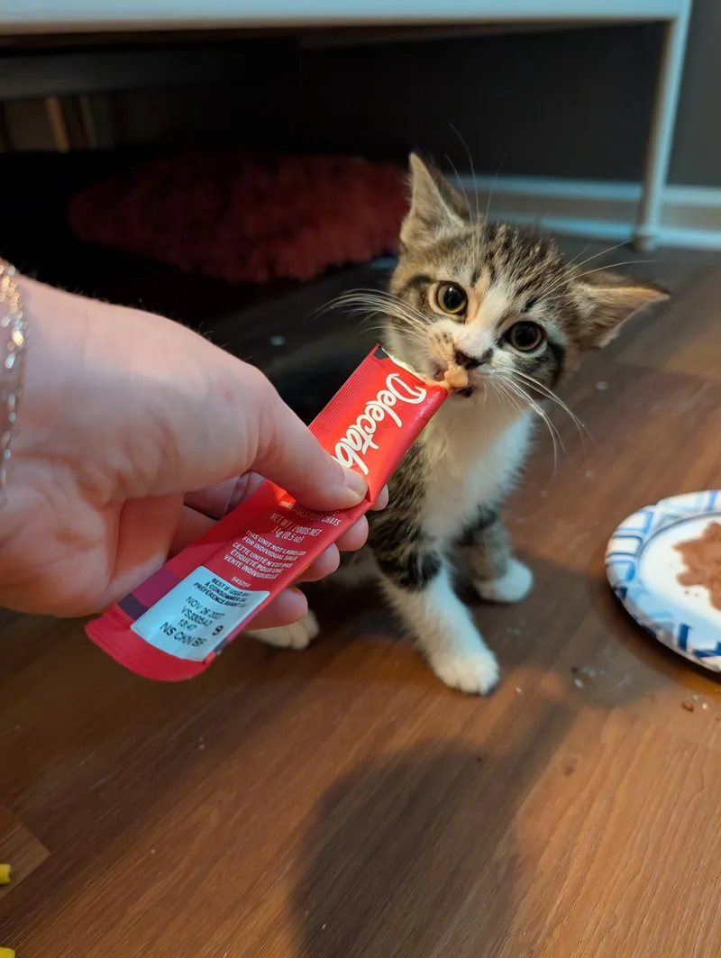 A baby medium-sized female Tabby (Brown / Chocolate) Domestic Short Hair cat named Terrified Tallulah for adoption in Richmond, VA