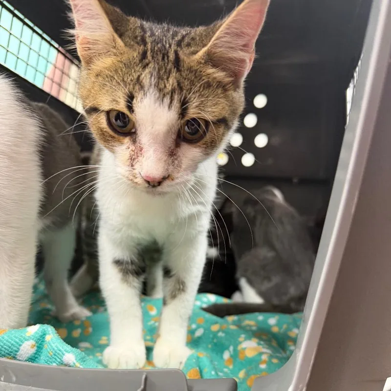 A young small-sized male Domestic Short Hair cat named Tater Tot for adoption in Starkville, MS