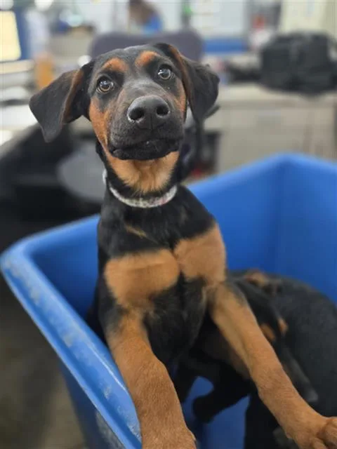 A baby large-sized female Mixed Breed dog named Cookie for adoption in Dallas, TX