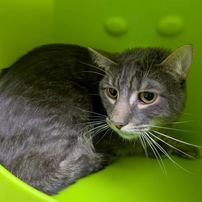 An adult medium-sized male Gray / Blue / Silver Domestic Short Hair cat named Mr. Moon for adoption in Brookfield, WI