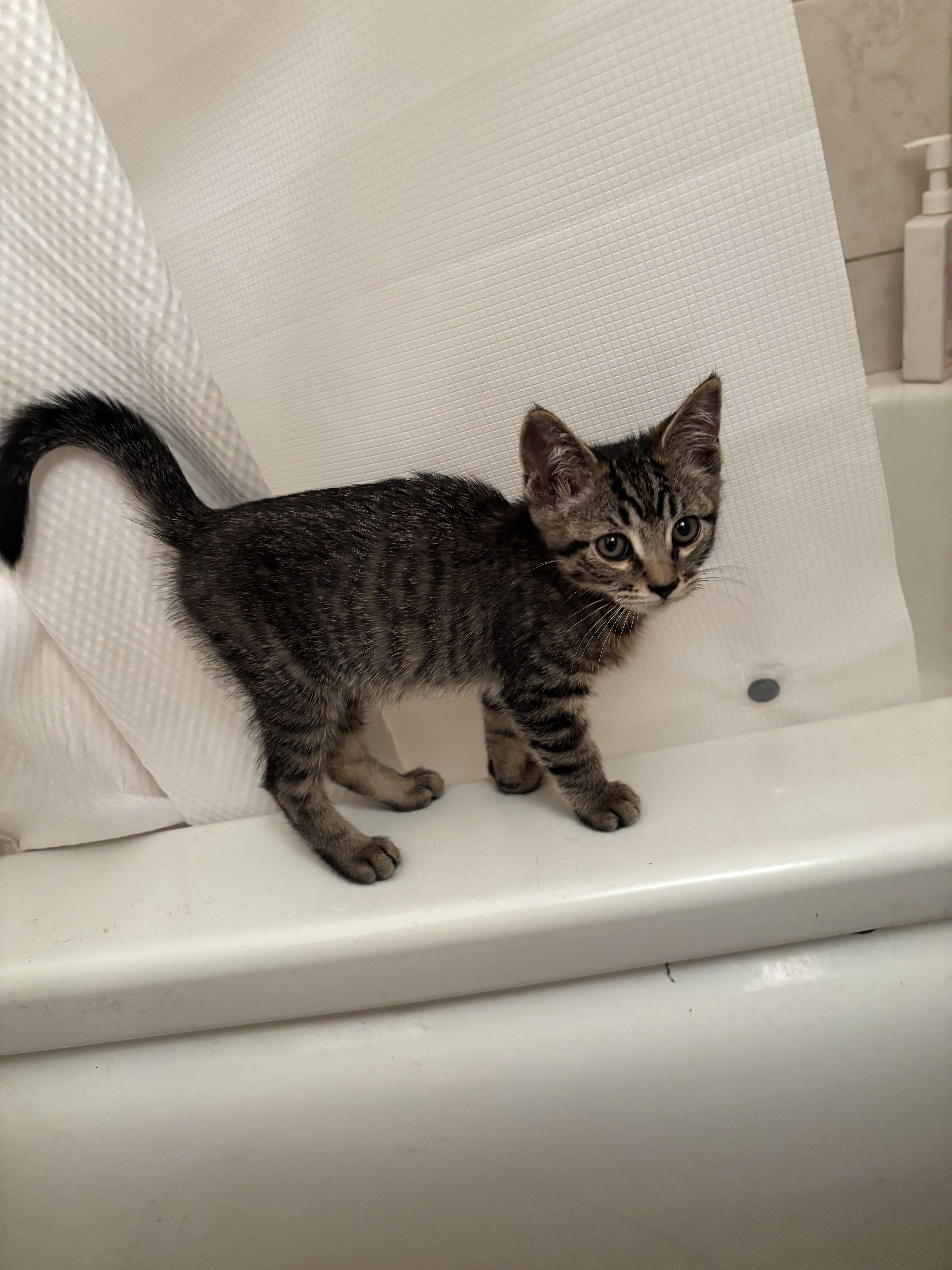 Jellybean thumbnail 2