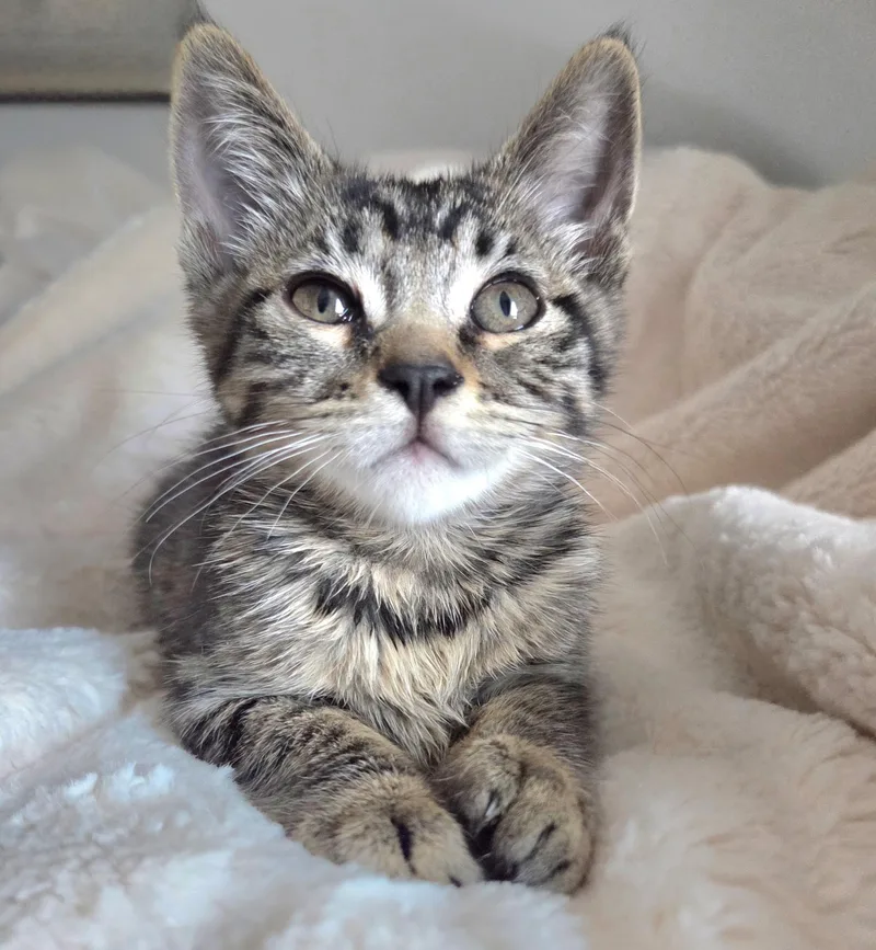 Jellybean thumbnail 3