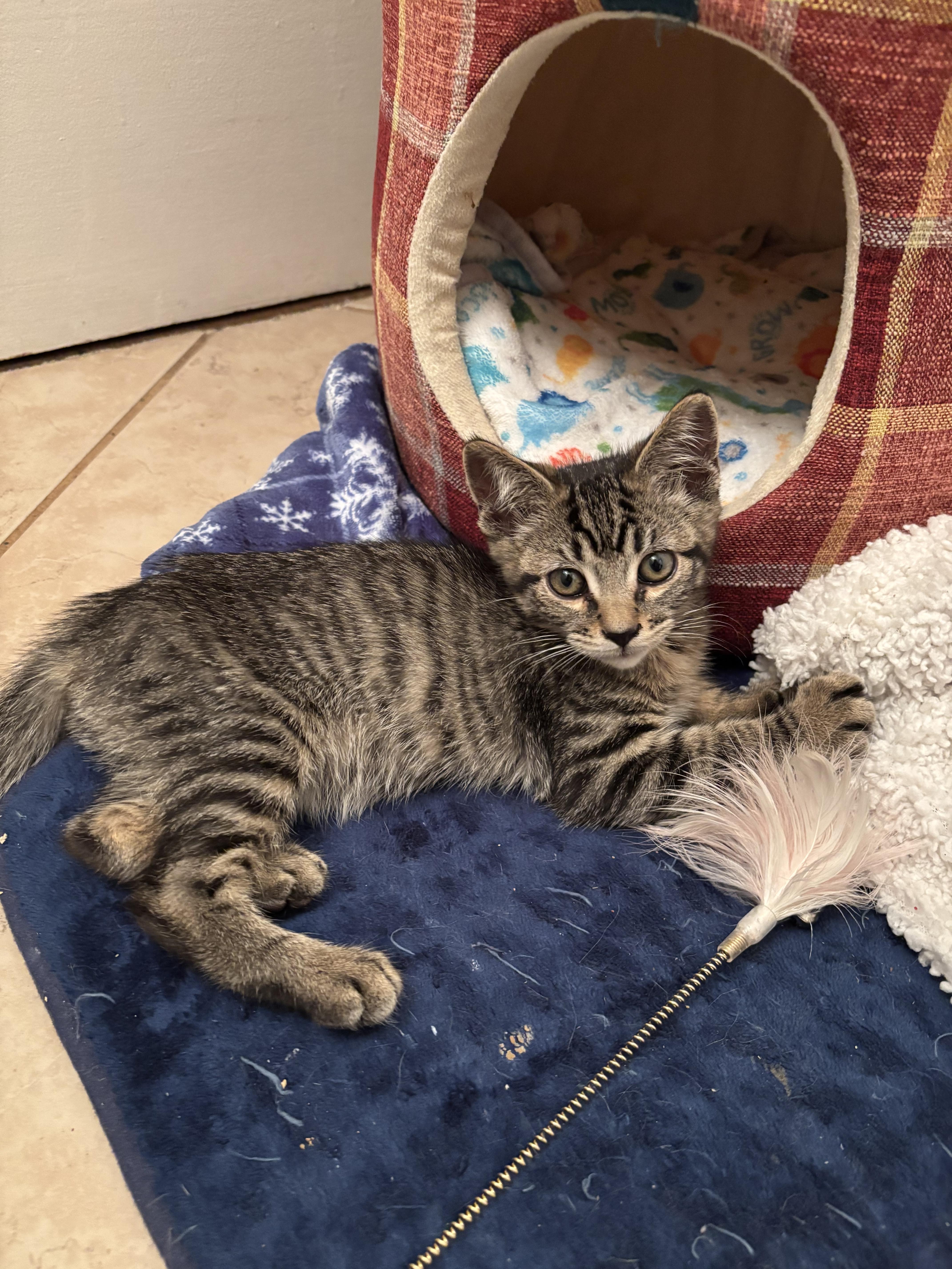 Jellybean thumbnail 4