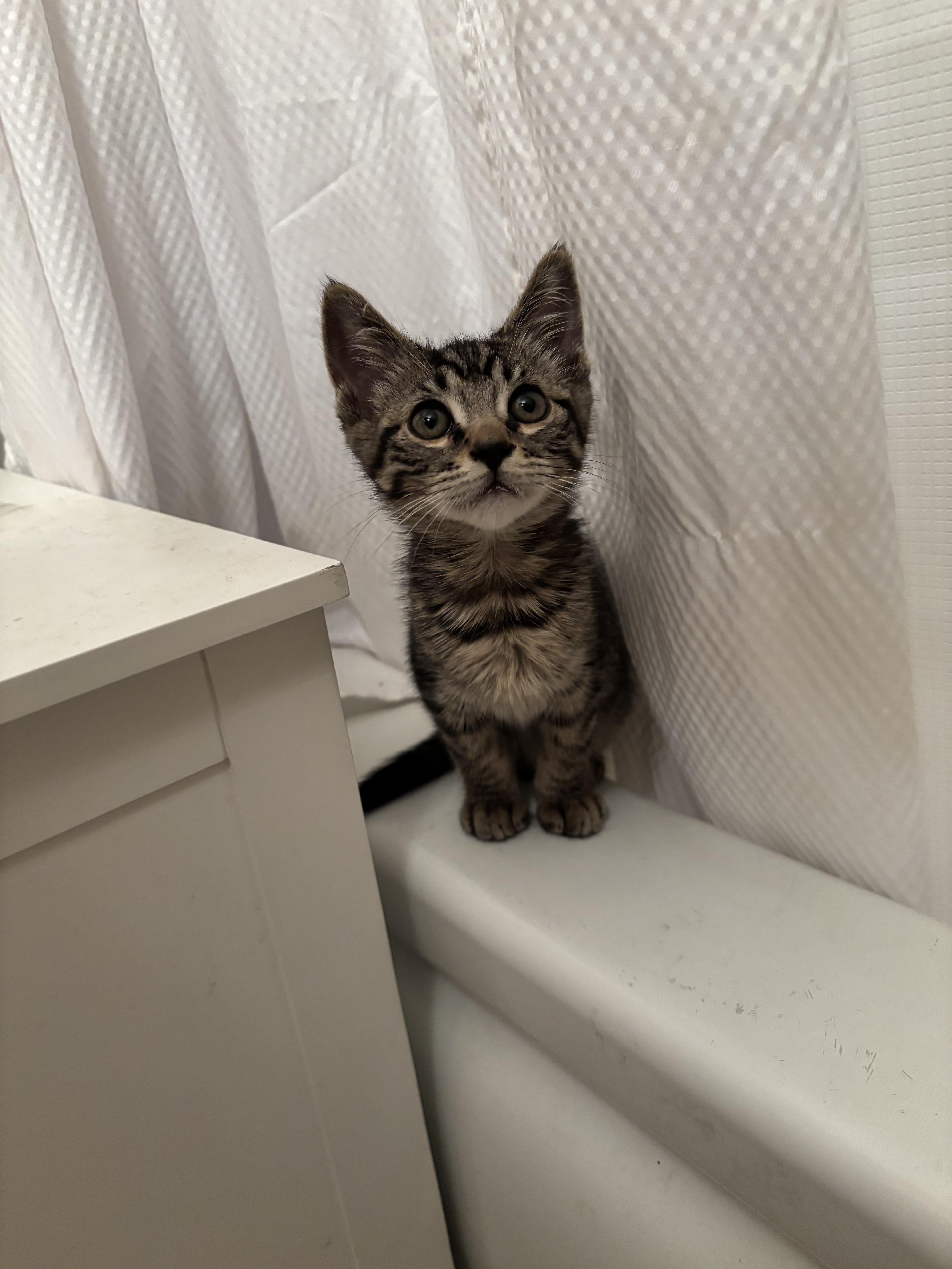 Jellybean thumbnail 5