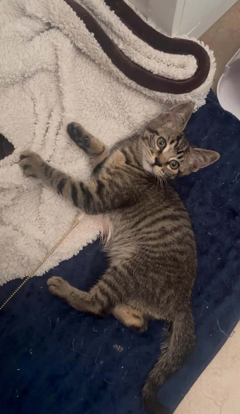 Jellybean thumbnail 6