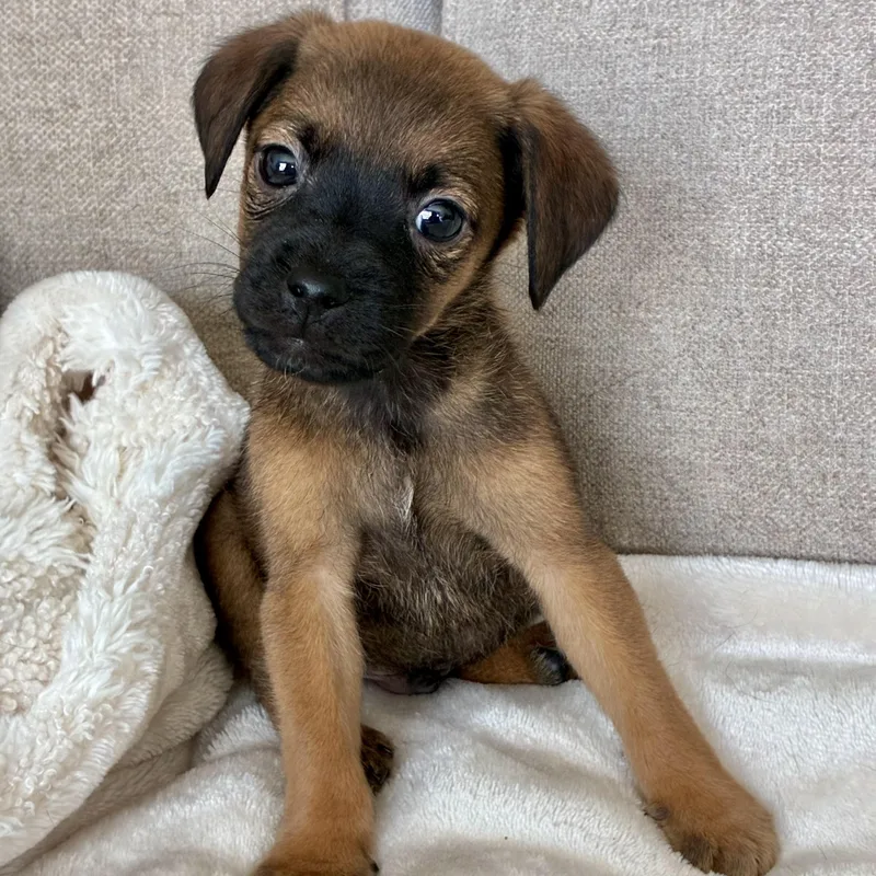 A baby medium-sized male Bicolor Labrador Retriever dog named Nutmeg for adoption in Rock Hill, SC
