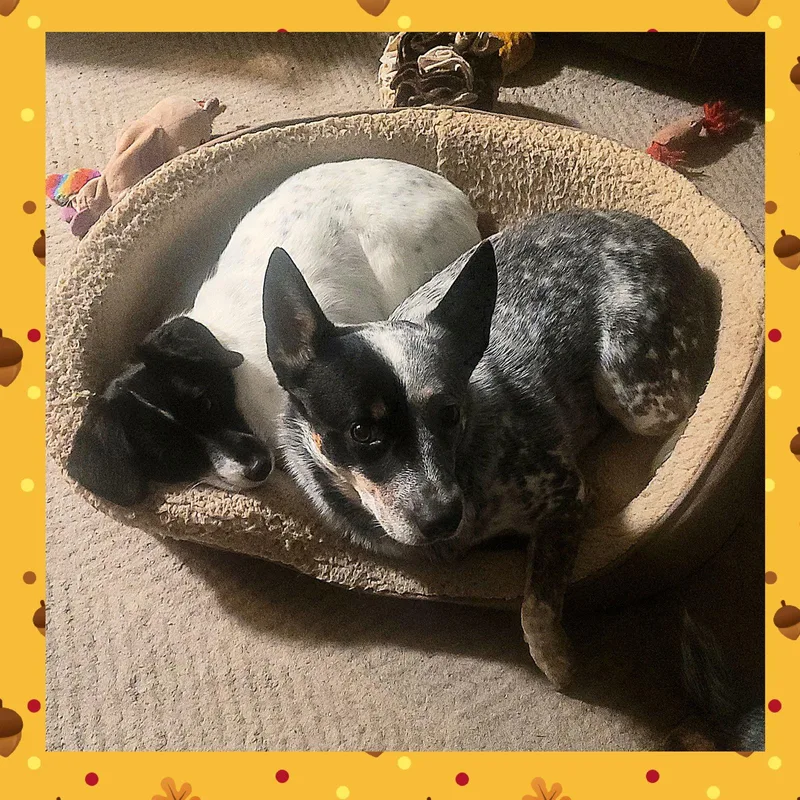 Teddy & Lisa Bonded thumbnail 2