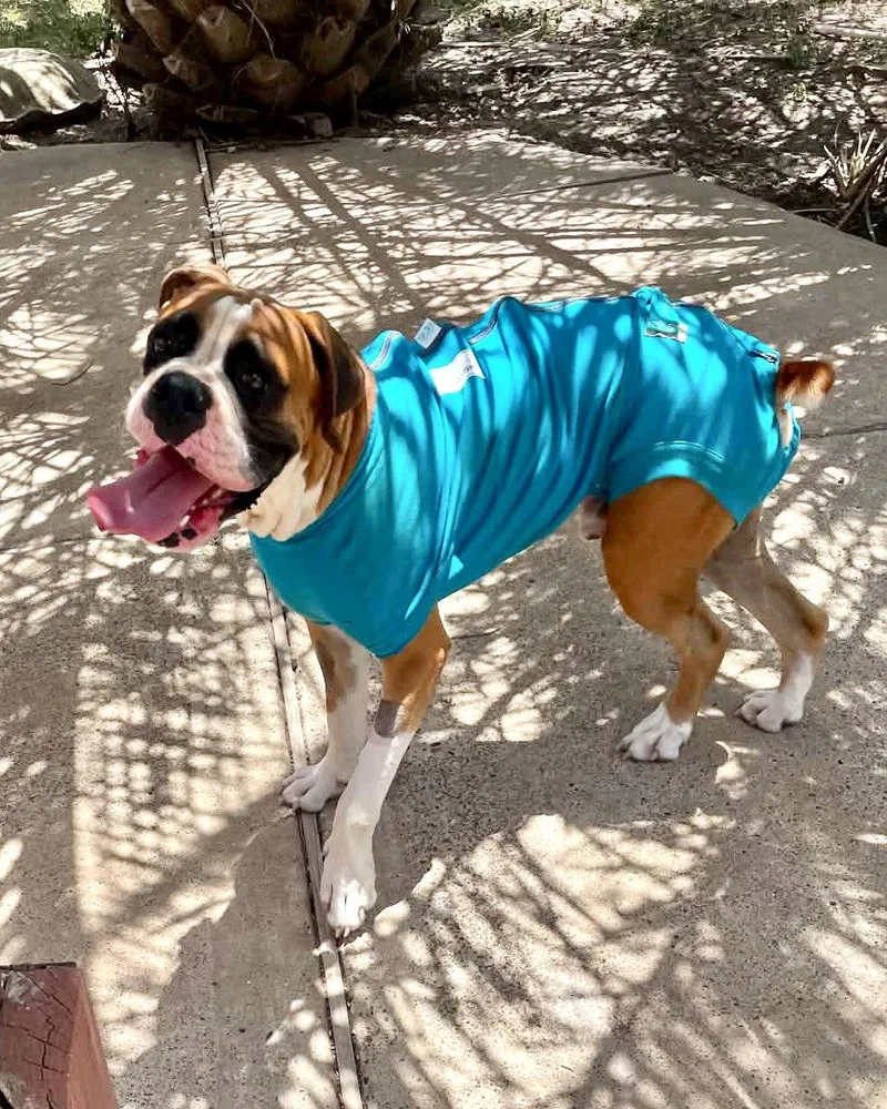 An adult large-sized male Boxer dog named Jett for adoption in Monticello, NY