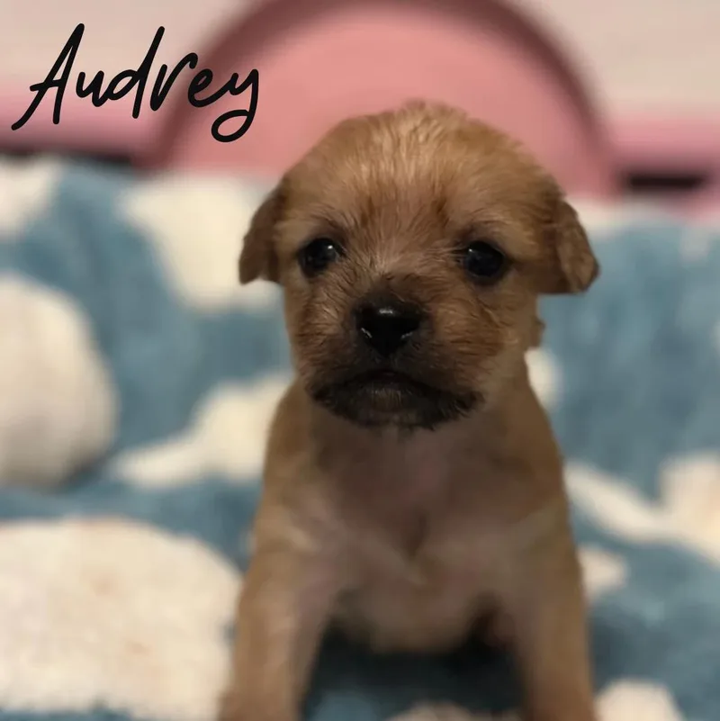 A baby small-sized female Mixed Breed dog named Audrey for adoption in Berlin, NJ