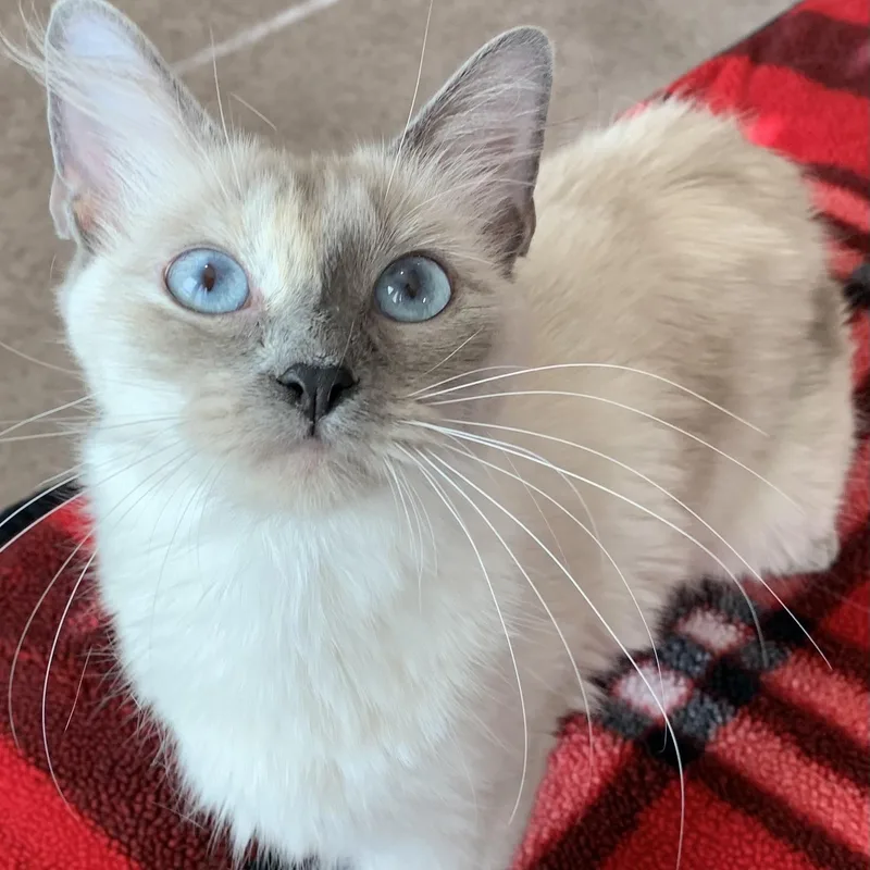 Coco Bella