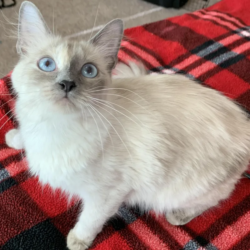 Coco Bella thumbnail 2