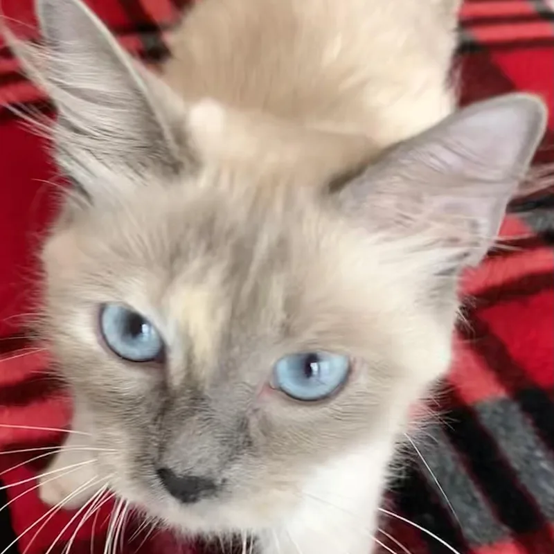 Coco Bella thumbnail 3