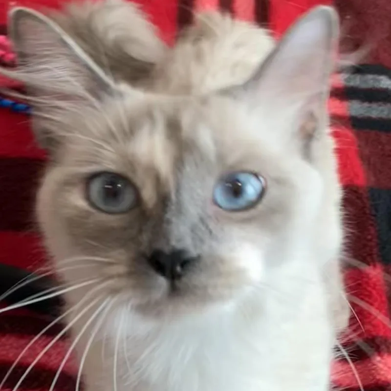 Coco Bella thumbnail 5