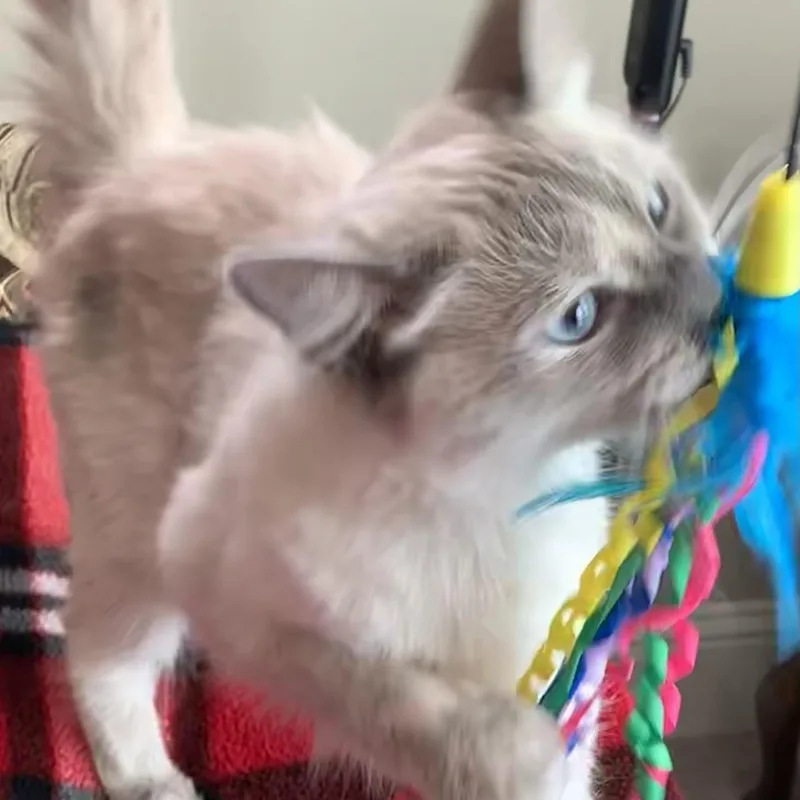 Coco Bella thumbnail 6