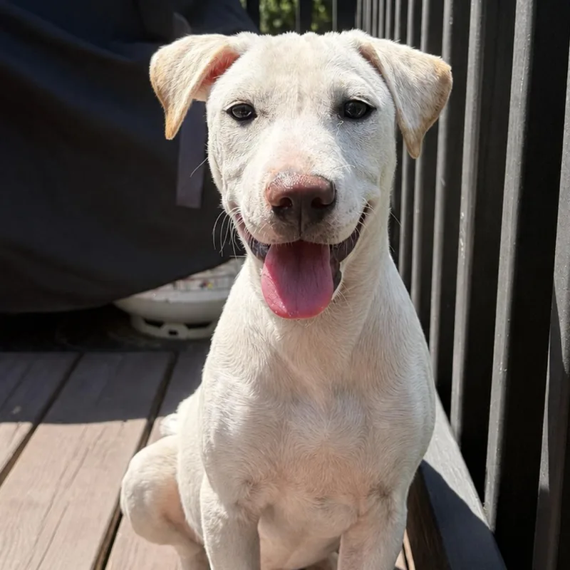 A baby medium-sized female White / Cream Labrador Retriever dog named Pearl  The Cuddliest for adoption in Carolina, PR