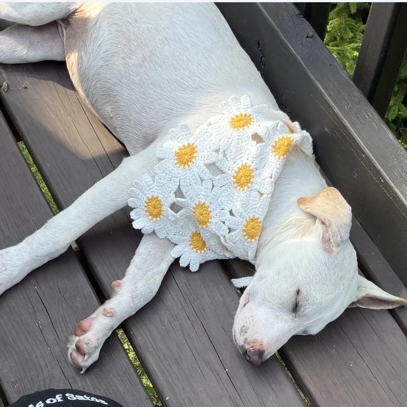 Pearl  The Cuddliest thumbnail 3