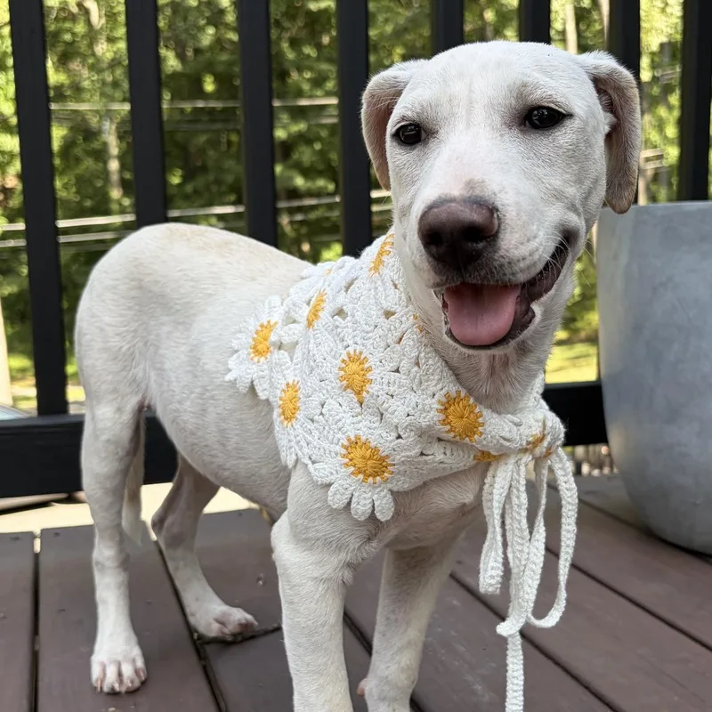 Pearl  The Cuddliest thumbnail 5